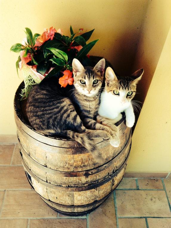 Pian Di Cataverna Séjour à la ferme *